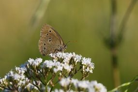 brown butterfly on the wild white flower