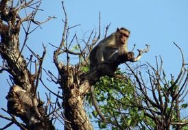 bonnet macaque on the tree in india