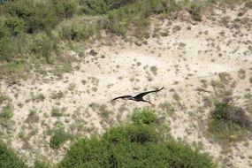 stork in wide flight