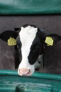 black and white cow with a brand in the pen