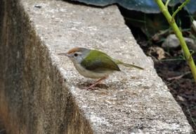 Common Tailorbird on stone, india, dharwad