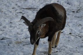 brown mouflon in the petting zoo