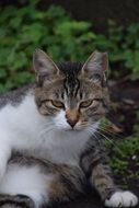 furry grey Cat portrait