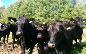 herd of black cows