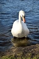 Swan goes to the beach from the water