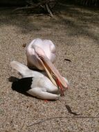 Sweet stork baby on the ground