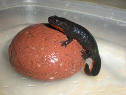 fire-bellied newt Amphibian