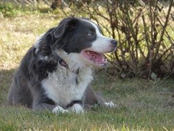 australian shepherd resting in the shadow