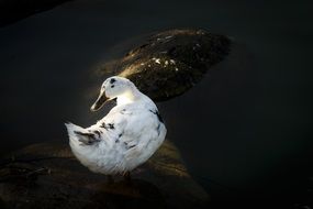 white Duck in park