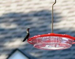 A Hummingbird Feeder