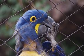 Blue and yellow caged parrot in Philadelphia
