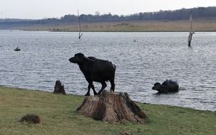 buffaloes on the lake in india