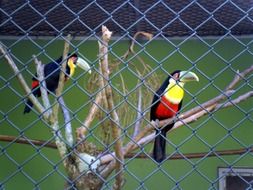 Toucans Birds