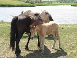 horses with foal