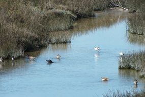 Water Hens and Ducks feeding on shallow water at reeds