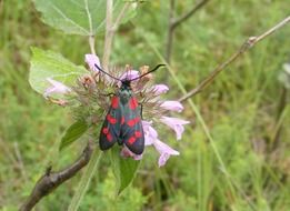 black butterfly on a pink flower on the field