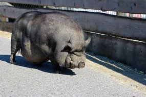 thick pot bellied pig