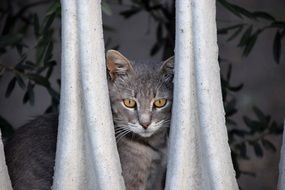 Grey Fur cat