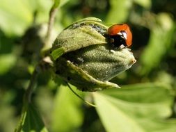 Ladybug in spring