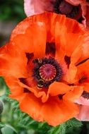 bees on the huge orange flower