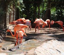 Beautiful and colorful flamingos in the forest