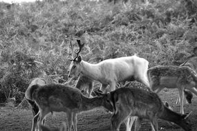 herd of wild deer in monochrome image