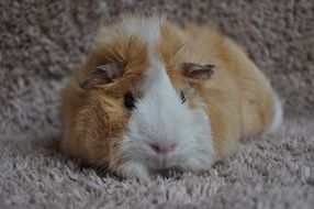 cuddly red and white guinea pig