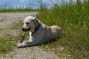 charmingly cute Labrador Retriever Dog