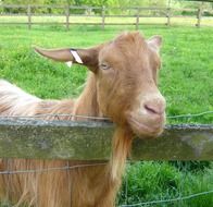 goat behind the fence