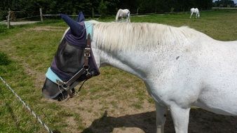 Fly protection for horse