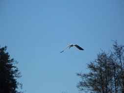stork in flight above the trees