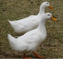 Ducks White Birds