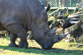 large white rhino in the zoo