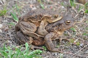 mating common toads