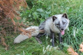 wild gray fox sits on green grass in the forest