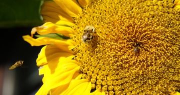 Sunflower with bees on it