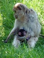 barbary ape with a baby