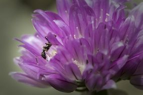 little insect on the purple fluffy flower at blurred background