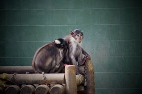 monkeys on wooden logs in the aviary