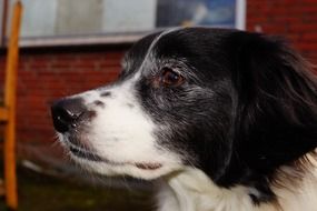 profile portrait of a black back and white dog