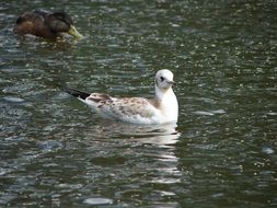 Gull in Water