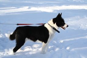 Dog Karelian Bear