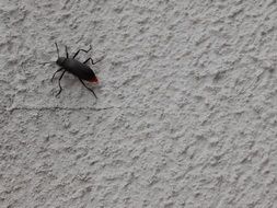 black beetle in the white wall