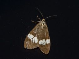 brown moth on black background