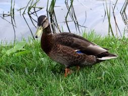 duck on green grass by the river
