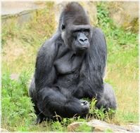 sitting gorilla in the Amsterdam zoo