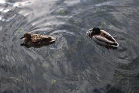 ducks swim in the water in a circle