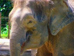 Snout of the elephant