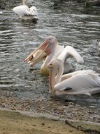 hunting pelicans in the water