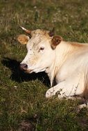 resting cow on the grass